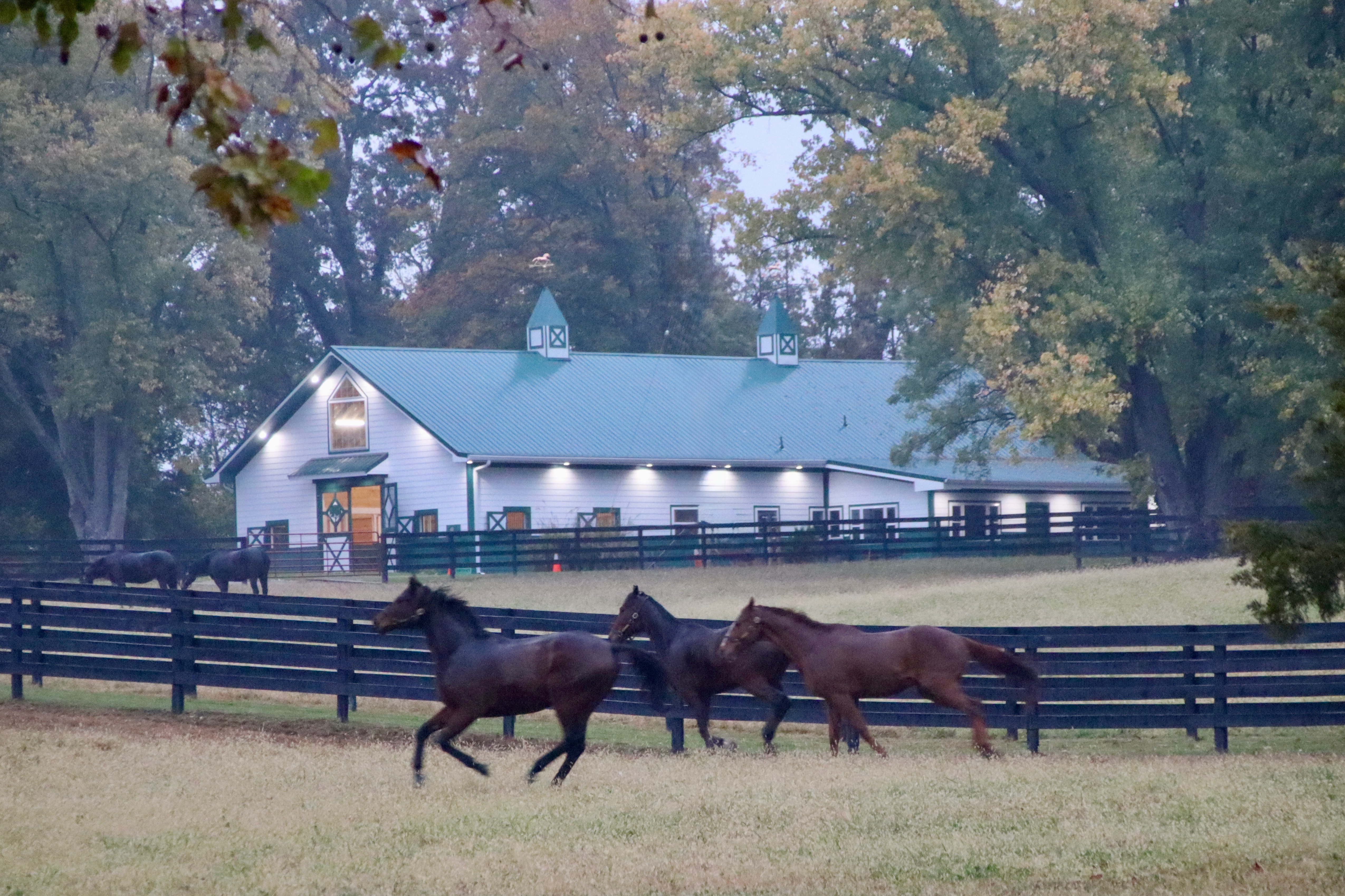 Horses running on a Kentucky farm in Oldham County
